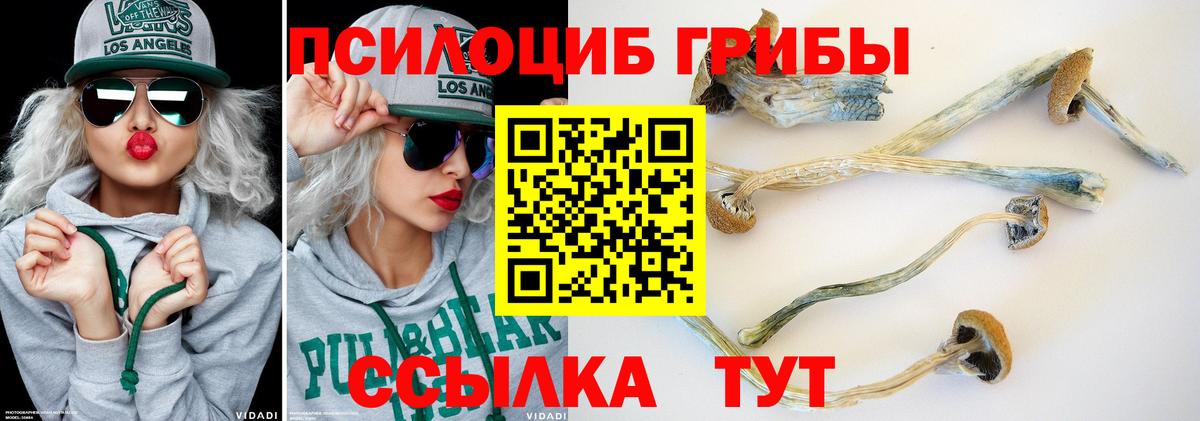 Киржач  Псилоцибиновые грибы Cubensis  Вход с VPN  Псилоцибиновые грибы прущие грибы 